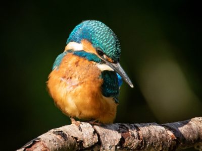 GVANDEVELDE-20180918-3904