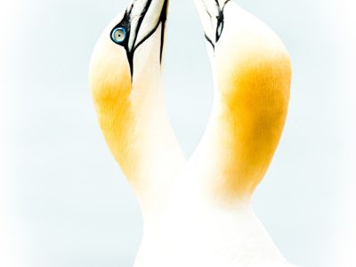 GVANDEVELDE-20260827-3286