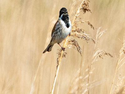 Karrekiet / Reed Warbler / Rohrsänger / Rousserolle effarvatte