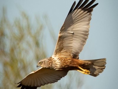 Kiekendief / Marsh Harrier / Rohrweihe / Busard des marais