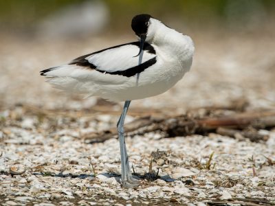 Kluut / Avocet / Säbelschnäbler / Avocette