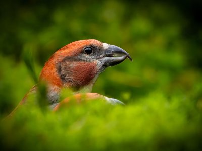 Kruisbek / Crossbill / Kreuzschnabel / Bec-croisé