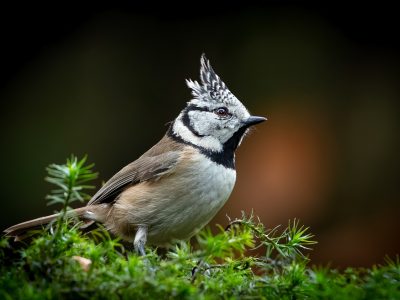 Kuifmees / Crested Tit / Haubenmeise / Mésange huppée