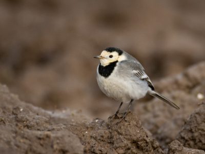 Kwikstaart / Wagtail / Bachstelze / Bergeronnette