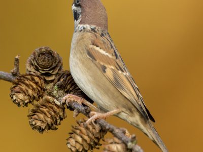 GVANDEVELDE-20201110-8421