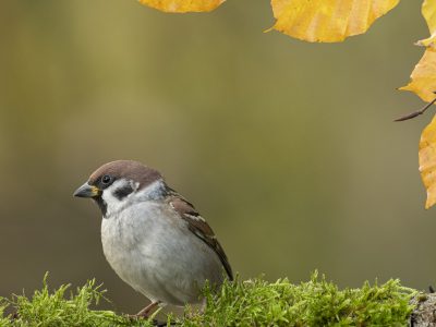 GVANDEVELDE-20201110-8734