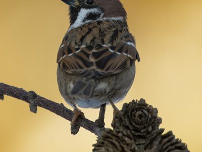 GVANDEVELDE-20210214-3381