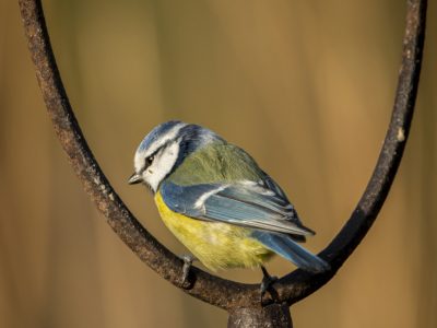 GVANDEVELDE-20170326-4912