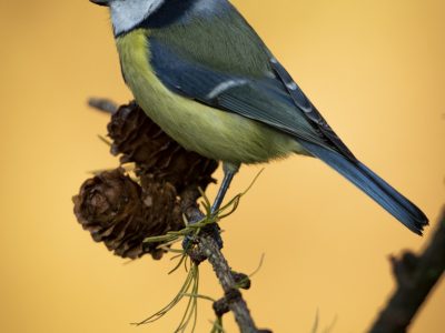 GVANDEVELDE-20191029-5243