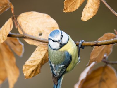 GVANDEVELDE-20191229-7022
