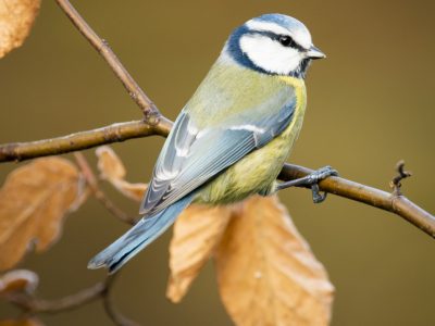 GVANDEVELDE-20191229-7078