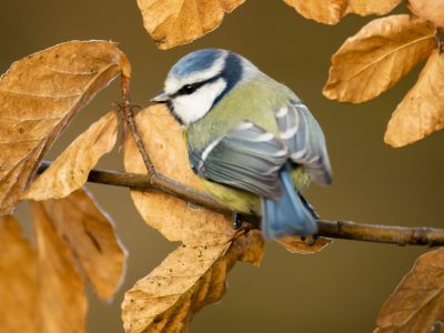 GVANDEVELDE-20191229-7116
