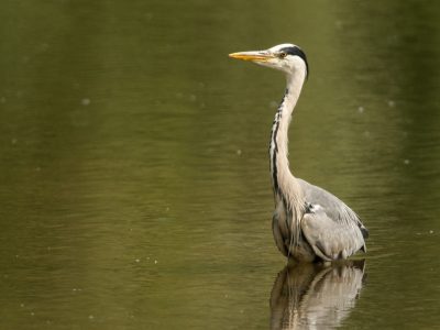 GVANDEVELDE-20140609-2745