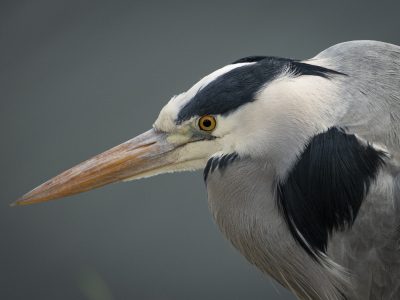 GVANDEVELDE-20210126-1814