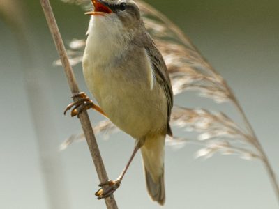 GVANDEVELDE-20180510-2555