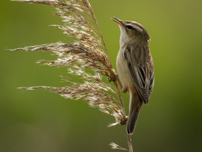GVANDEVELDE-20180510-3634-2
