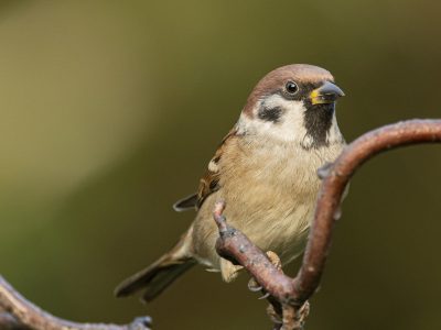 Gerrit-vd-Velde-2937-x-4406_GEV8384