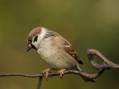 Gerrit-vd-Velde-3740-x-5609_GEV8398