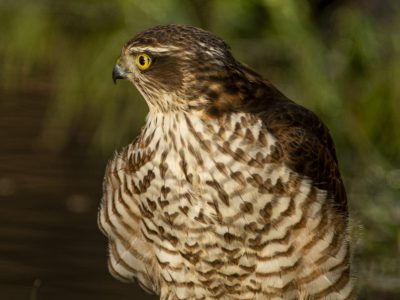 GVANDEVELDE-20170105-3440