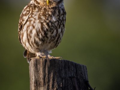 Gerrit-vd-Velde-2598-x-3893_GEV2954