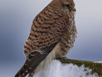 GVANDEVELDE-20091221-22589