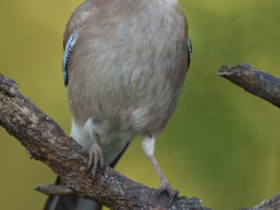 GVANDEVELDE-20170423-4160