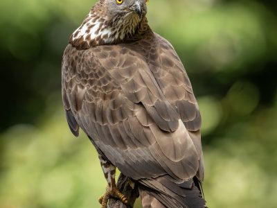 GVANDEVELDE-20260731-9