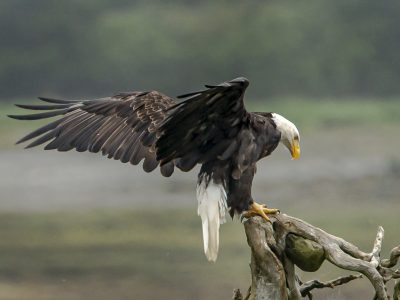 Zee arend, Balt eagle, Weißkopfseeadler, Pygargue à tête blanche, Águila calva.