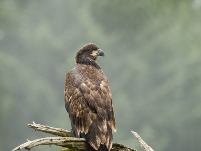 Zee arend, Balt eagle, Weißkopfseeadler, Pygargue à tête blanche, Águila calva.