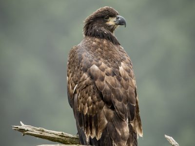 Zee arend, Balt eagle, Weißkopfseeadler, Pygargue à tête blanche, Águila calva.