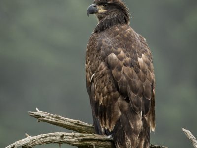 Zee arend, Balt eagle, Weißkopfseeadler, Pygargue à tête blanche, Águila calva.