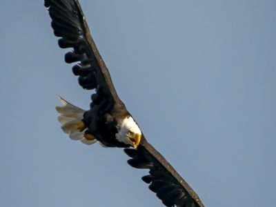 GVANDEVELDE-20190830-4039