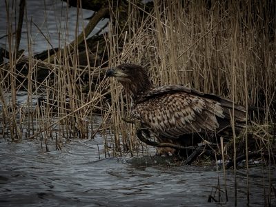 GVANDEVELDE-20250228-8