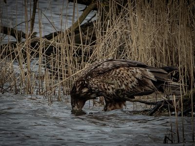 GVANDEVELDE-20250228-9