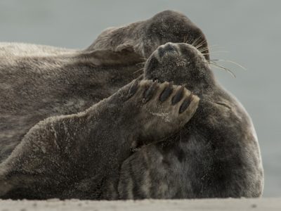 Zeehond,Seal,Seehund,Phoque,Sello