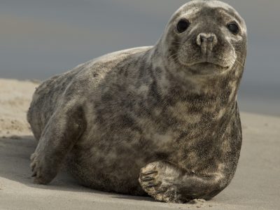 Zeehond,Seal,Seehund,Phoque,Sello