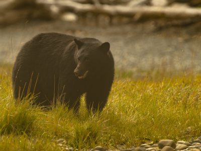 Zwarte beer, Black bear, Schwarzbär, Ours noir, Oso negro