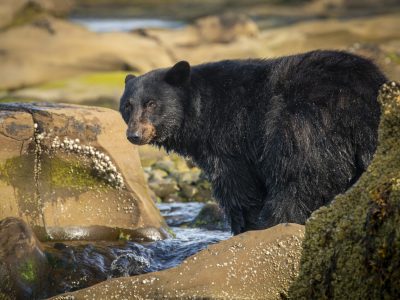 Zwarte beer, Black bear, Schwarzbär, Ours noir, Oso negro