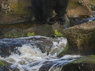 Zwarte beer, Black bear, Schwarzbär, Ours noir, Oso negro