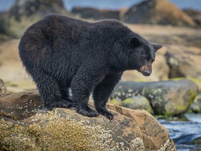 Zwarte beer, Black bear, Schwarzbär, Ours noir, Oso negro