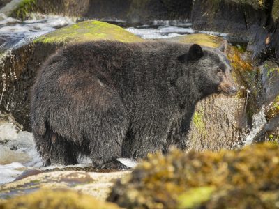 Zwarte beer, Black bear, Schwarzbär, Ours noir, Oso negro