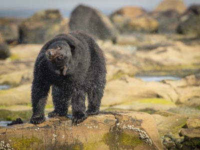 Zwarte beer, Black bear, Schwarzbär, Ours noir, Oso negro