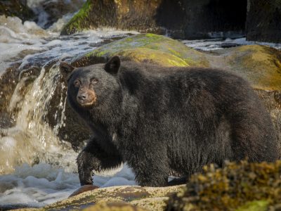 Zwarte beer, Black bear, Schwarzbär, Ours noir, Oso negro