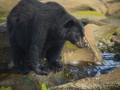 Zwarte beer, Black bear, Schwarzbär, Ours noir, Oso negro