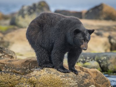 Zwarte beer, Black bear, Schwarzbär, Ours noir, Oso negro