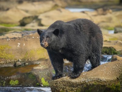 Zwarte beer, Black bear, Schwarzbär, Ours noir, Oso negro