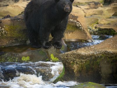 Zwarte beer, Black bear, Schwarzbär, Ours noir, Oso negro