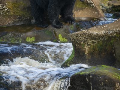 Zwarte beer, Black bear, Schwarzbär, Ours noir, Oso negro