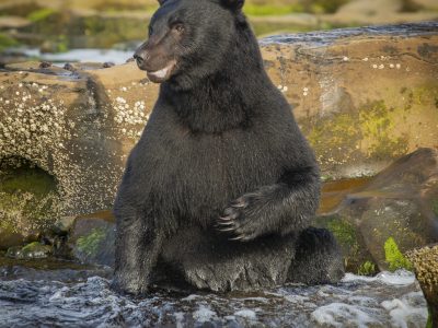 Zwarte beer, Black bear, Schwarzbär, Ours noir, Oso negro