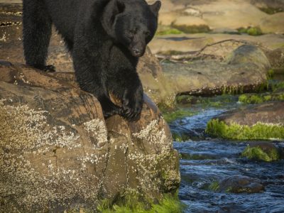 Zwarte beer, Black bear, Schwarzbär, Ours noir, Oso negro